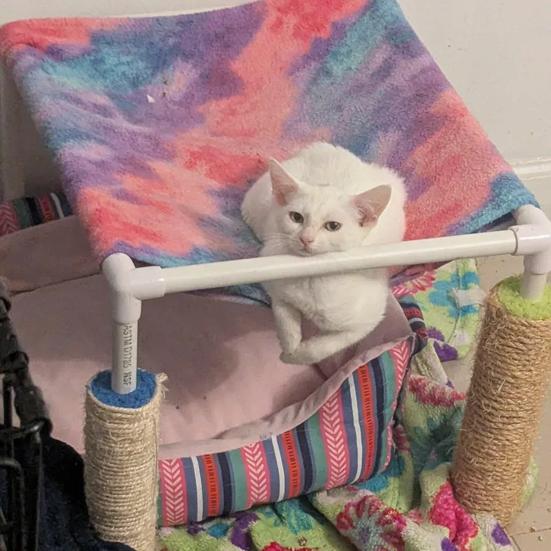 A baby medium-sized female Domestic Short Hair cat named Sundew for adoption in Haddon Heights, NJ