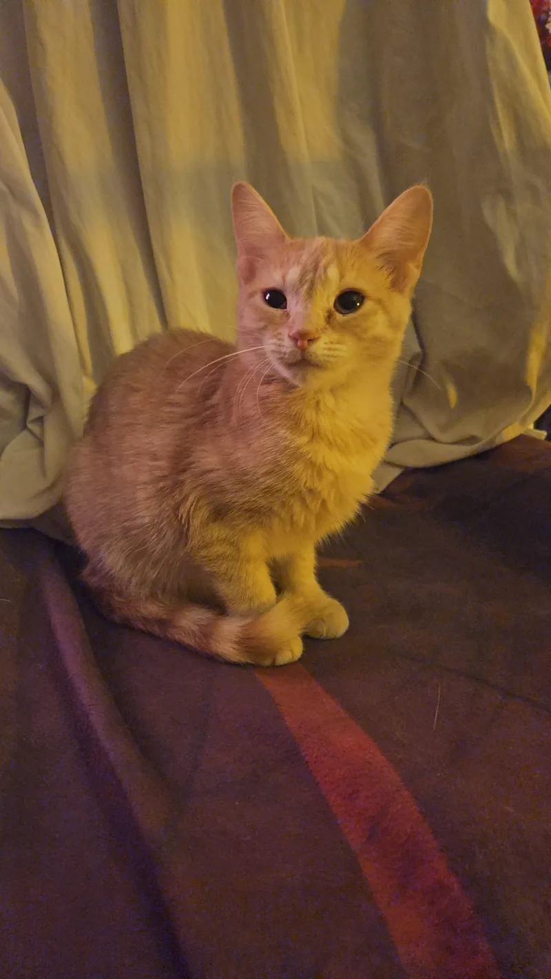 Polar Bear  At thumbnail 2