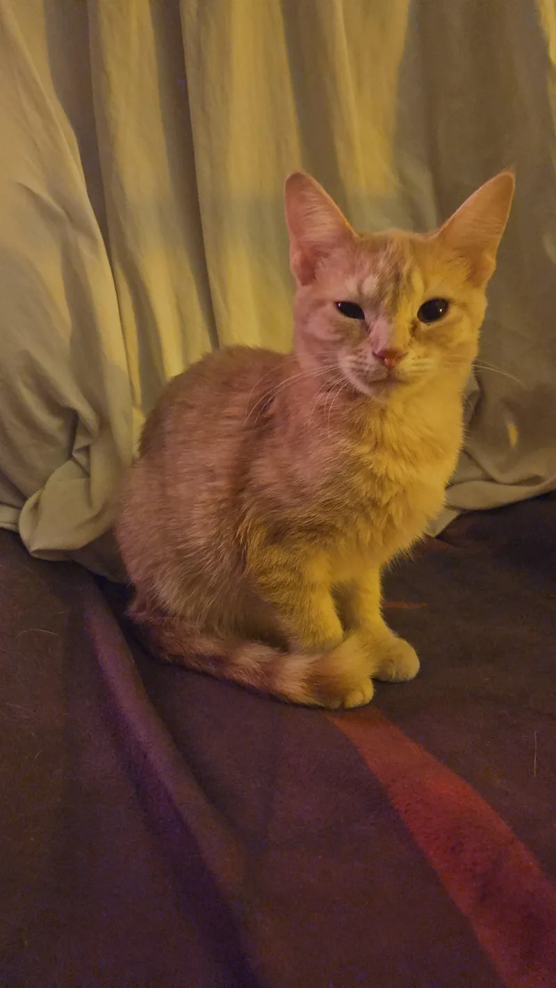 Polar Bear  At thumbnail 3