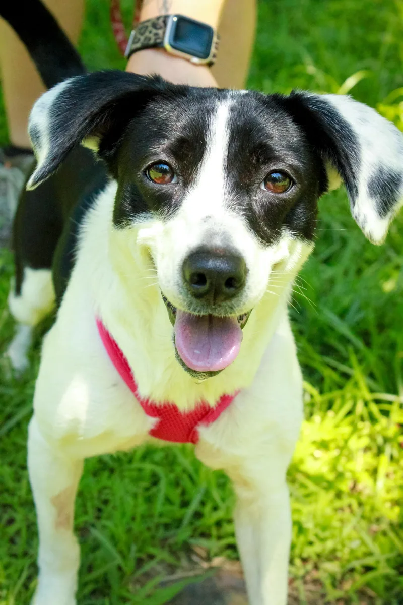 An adult small-sized female Black Dachshund dog named Cherry for adoption in Ona, WV