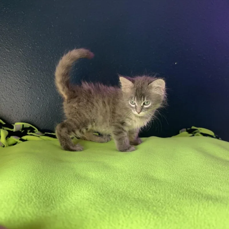 A baby small-sized male Gray / Blue / Silver Domestic Short Hair cat named Pillow Fight for adoption in Austin, TX