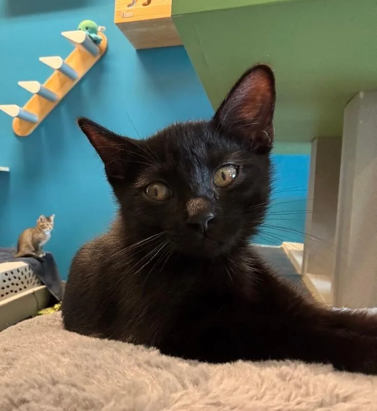 A young small-sized female Black Domestic Short Hair cat named Hot Honey for adoption in Fort Collins, CO