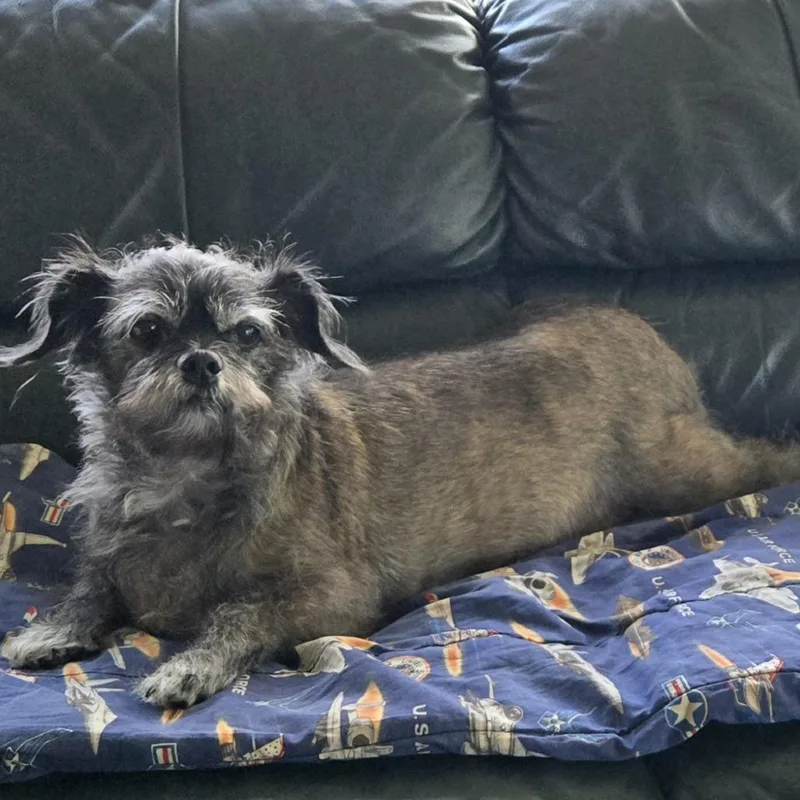 A senior small-sized male Terrier dog named Macho Man for adoption in Martinsburg, WV
