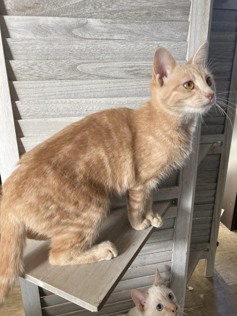A young small-sized female Domestic Short Hair cat named Curry for adoption in San Diego, CA