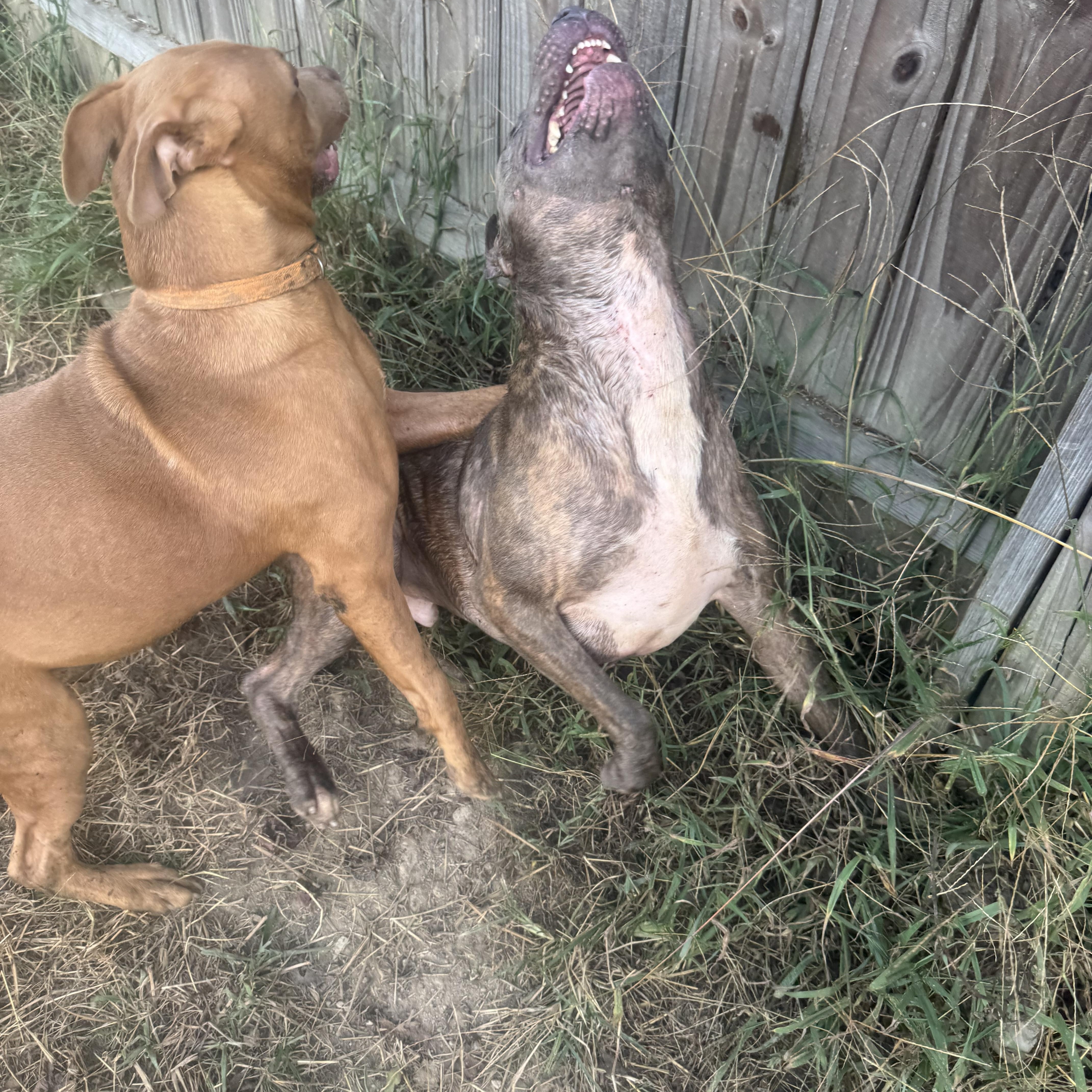 Ken And Vamos thumbnail 2