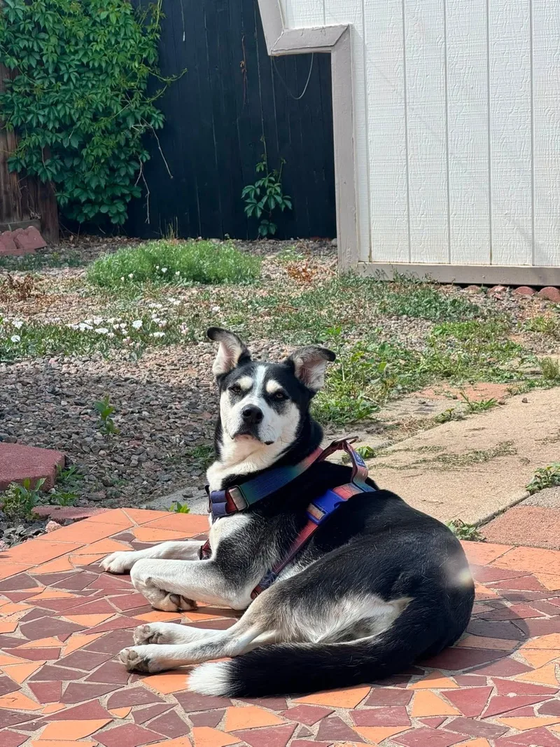Beau
