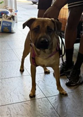 A young large-sized male Mixed Breed dog named Shake for adoption in Los Angeles, CA
