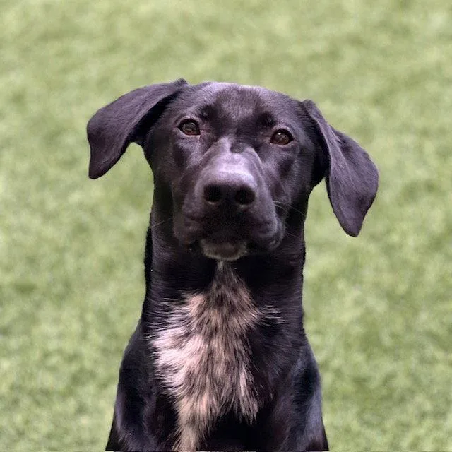 A young large-sized male German Shorthaired Pointer dog named Nova for adoption in Burlingame, CA