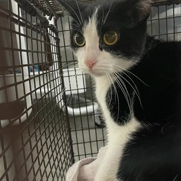 An adult small-sized female Domestic Short Hair cat named Jelani for adoption in Des Moines, IA