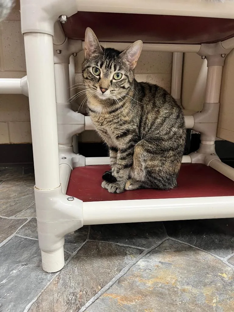 An adult small-sized female Domestic Short Hair cat named Bambi for adoption in Shorewood, IL