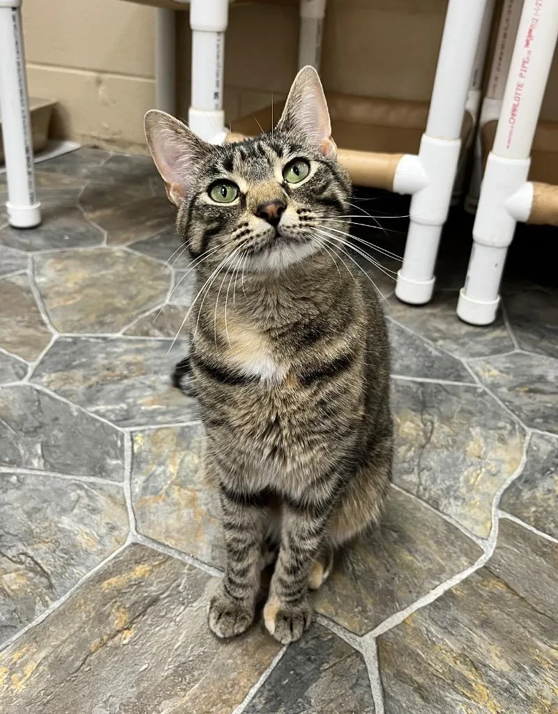 Bambi thumbnail 5