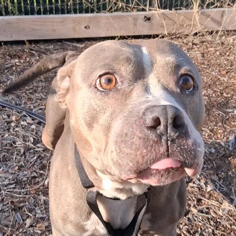 An adult medium-sized female Black Mixed Breed dog named Blue for adoption in West Palm Beach, FL