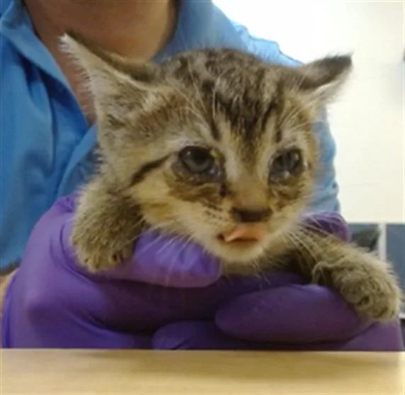 A baby small-sized male Domestic Short Hair cat named Otis for adoption in Miami, FL