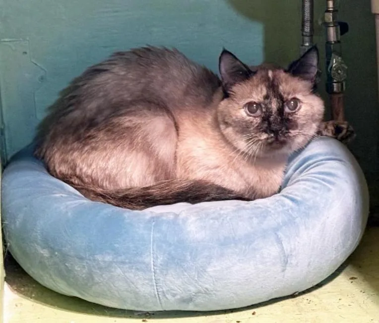 A senior small-sized female Seal Point Siamese cat named Josie for adoption in Marion, NC