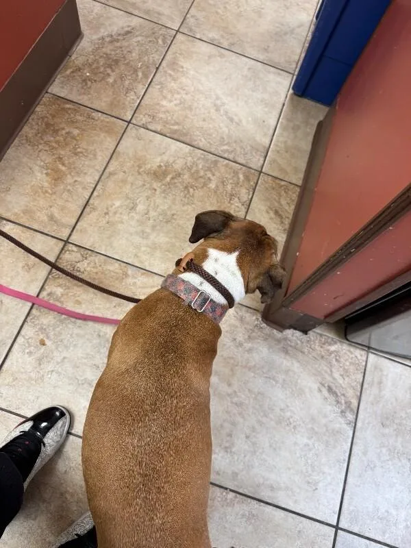 A senior large-sized female Brown / Chocolate Mixed Breed dog named Olga for adoption in Cincinnati, OH