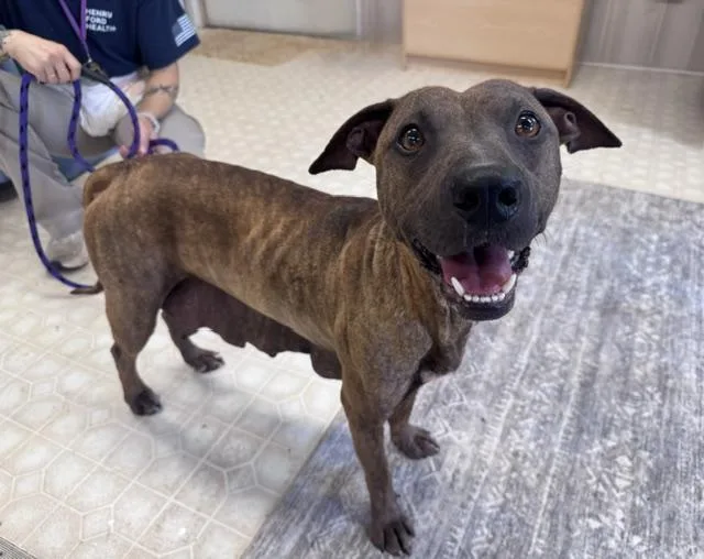 An adult medium-sized female Pit Bull Terrier dog named Princess for adoption in Charlotte, NC