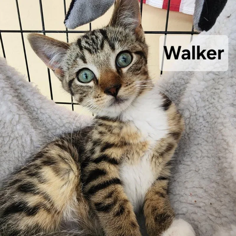 Walker