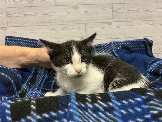 A baby small-sized male Domestic Short Hair cat named A for adoption in Modesto, CA