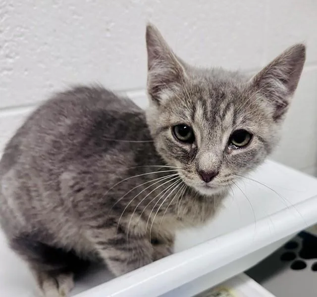 A baby small-sized male Domestic Short Hair cat named Curtido for adoption in Derwood, MD