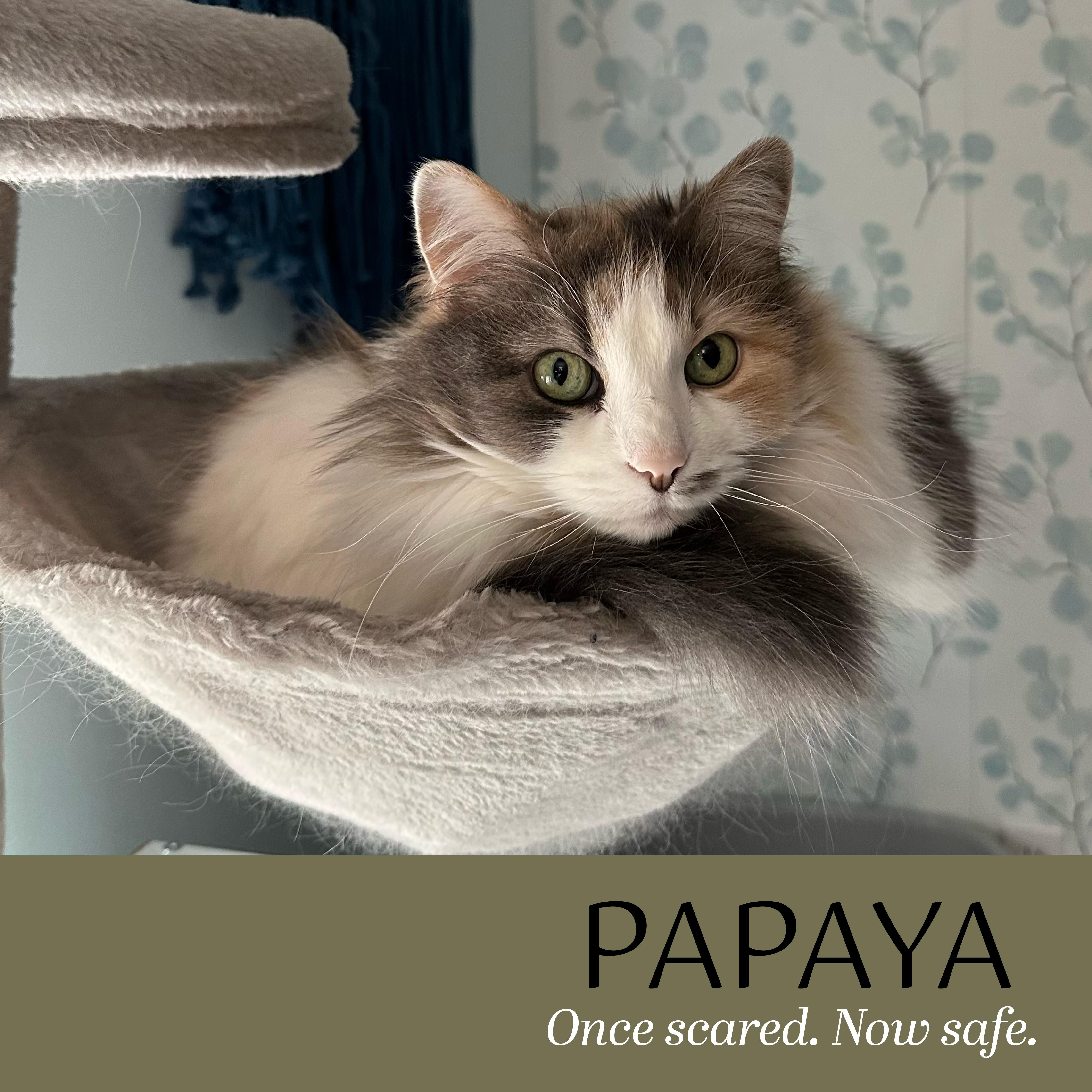 Papaya