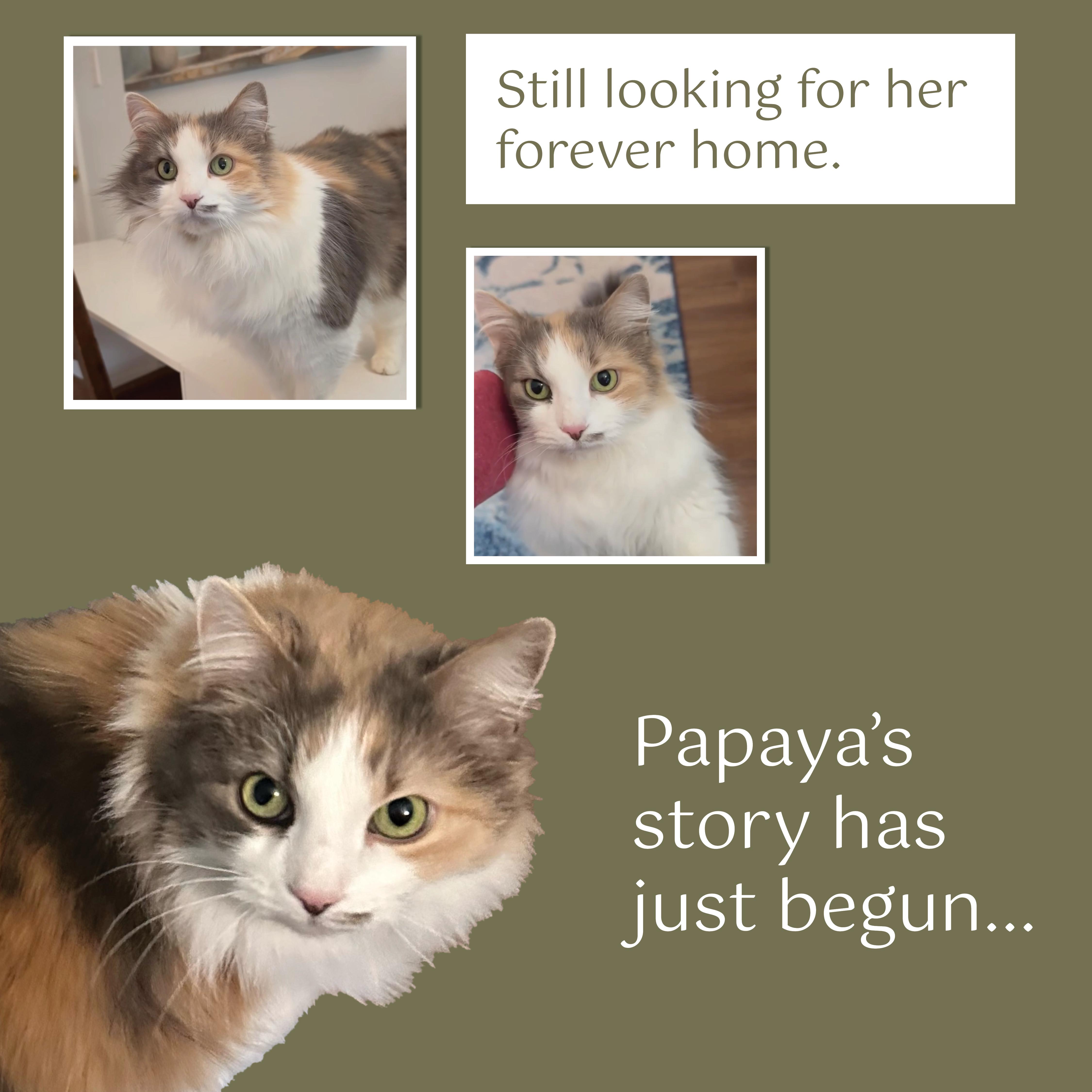 Papaya thumbnail 2