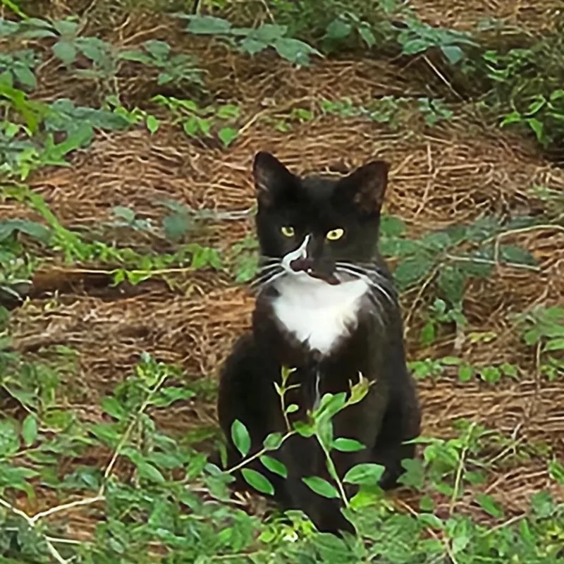 A young small-sized male Black Domestic Short Hair cat named Flamingo for adoption in Hattiesburg, MS