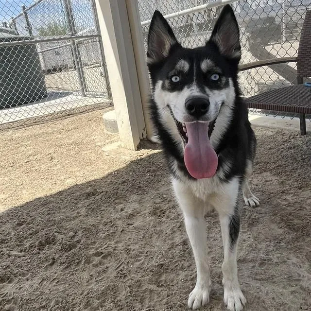 A young medium-sized female Husky dog named Lyric for adoption in Riverside, CA