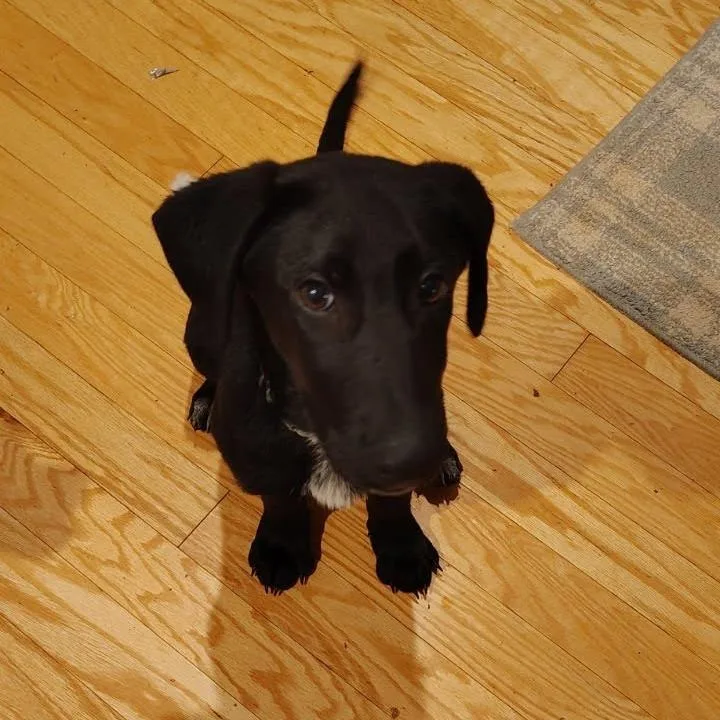 A baby small-sized male Black German Shepherd Dog dog named Agen for adoption in Fredericksburg, VA