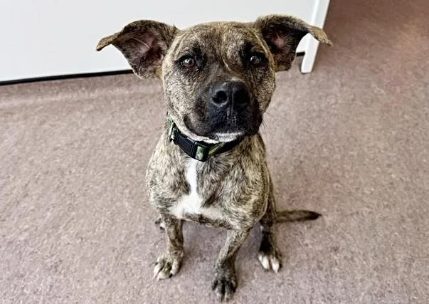 A young large-sized male Terrier dog named Hank for adoption in Saint Louis, MO