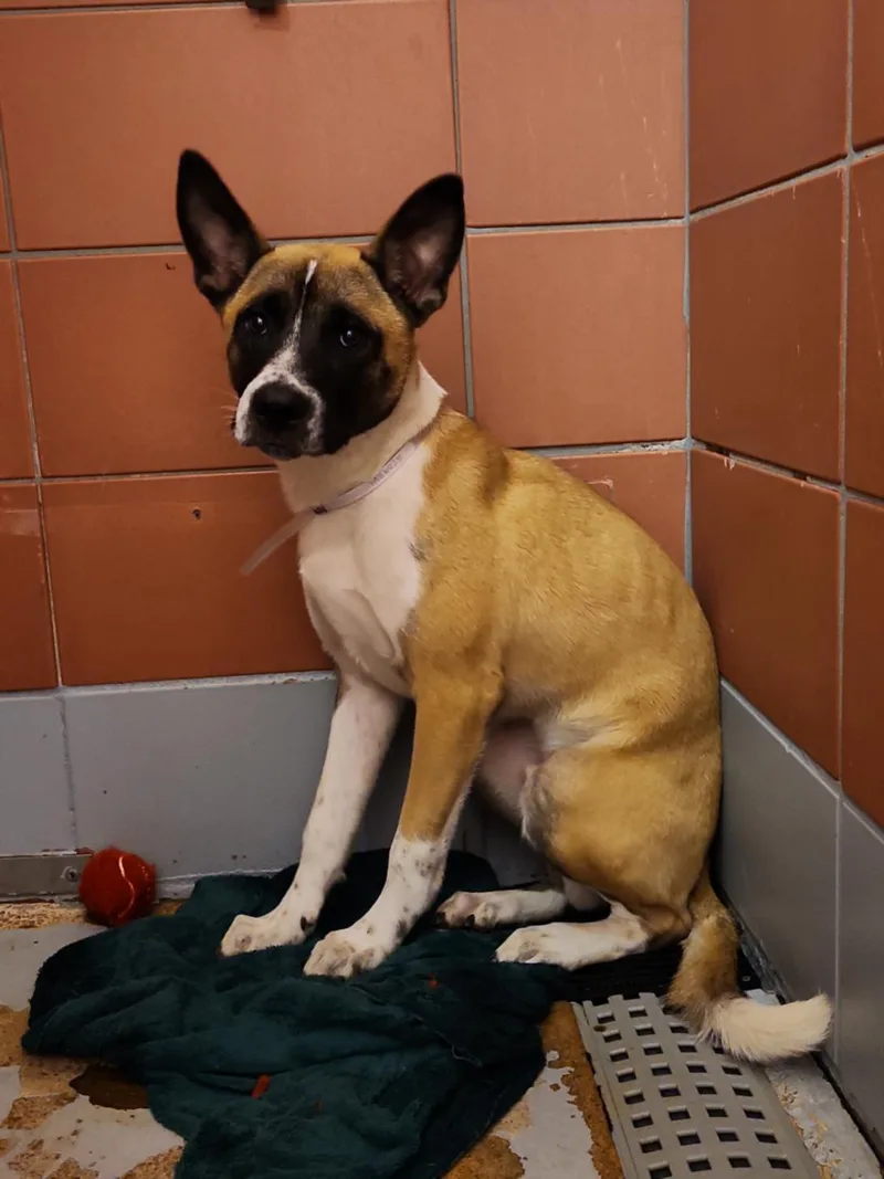 A young medium-sized male Belgian Shepherd / Malinois dog named Bravo for adoption in Houston, TX