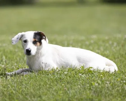 A young medium-sized male White / Cream Mixed Breed dog named Huxley for adoption in Bedford, IN