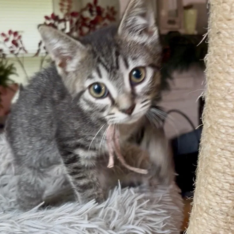 A baby small-sized female Tabby (Buff / Tan / Fawn) Domestic Short Hair cat named Pandora Best friends with for adoption in West Jefferson, OH