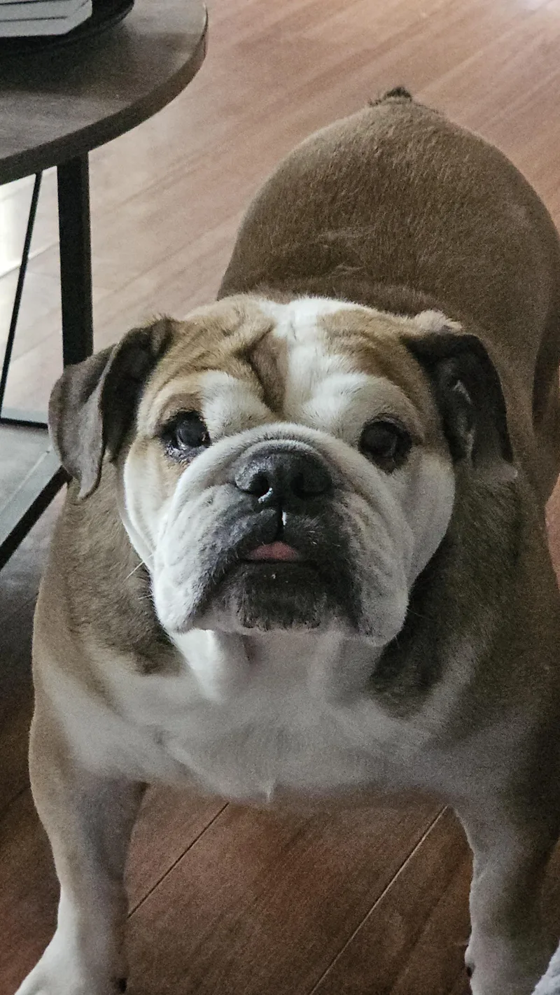 Juicy Fruit thumbnail 3