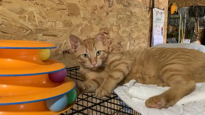 A young medium-sized male Tabby (Orange / Red) Domestic Short Hair cat named Frankie for adoption in Stockholm, WI