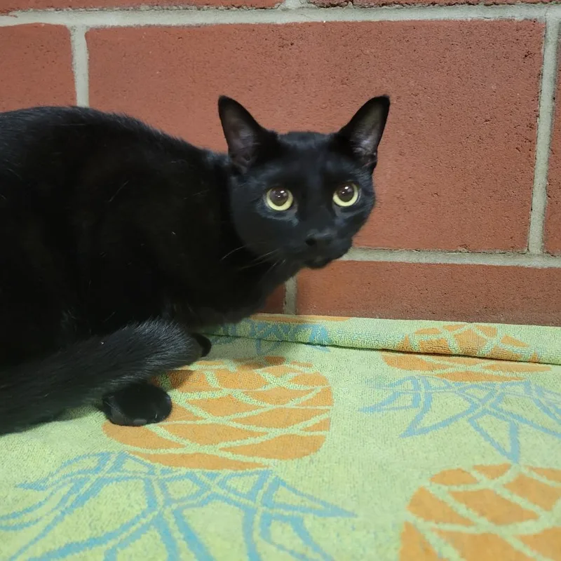 An adult medium-sized male Black Domestic Short Hair cat named Chuck for adoption in Cabot, AR