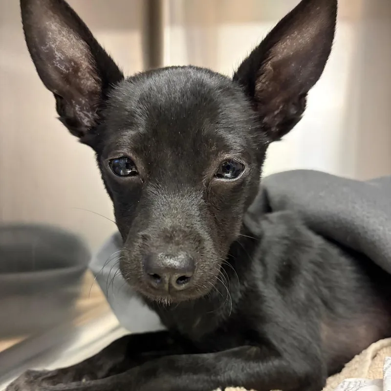A baby small-sized male Black Chihuahua dog named Zeus for adoption in Santa Barbara, CA
