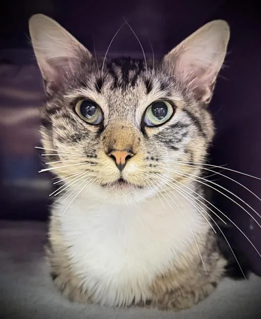 A young large-sized male Domestic Short Hair cat named Hunky Heirloom for adoption in Santa Cruz, CA