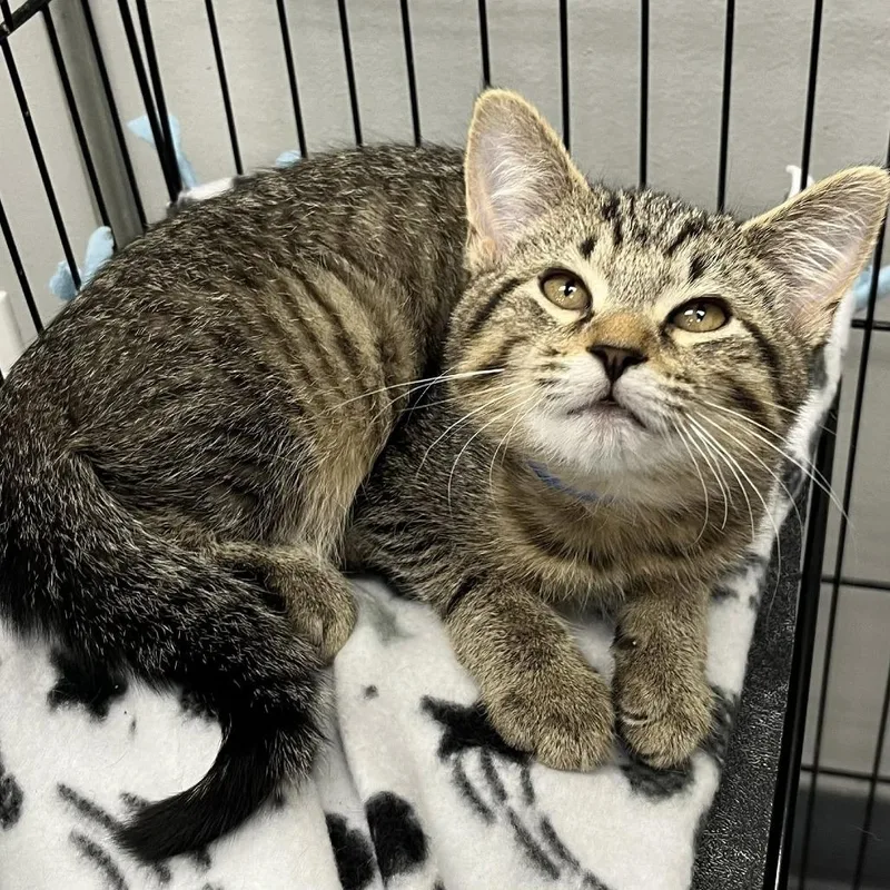 A baby small-sized male Brown / Chocolate Domestic Short Hair cat named Bobcat for adoption in Hamburg, NY
