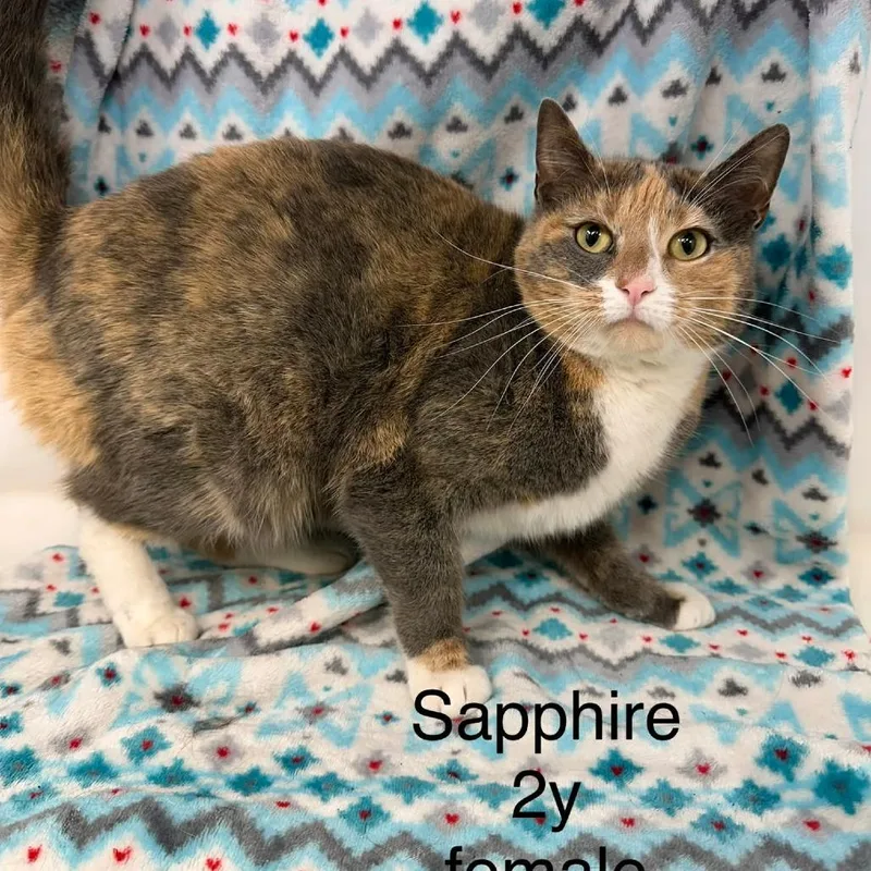An adult medium-sized female Domestic Short Hair cat named Sapphire for adoption in New Tazewell, TN