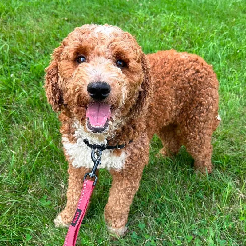 A young medium-sized female Poodle dog named Juniper Home Visit in for adoption in Hartland, WI