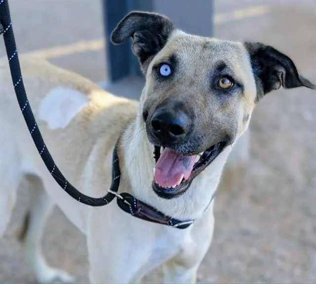 A young large-sized female German Shepherd Dog dog named Asha for adoption in Tucson, AZ