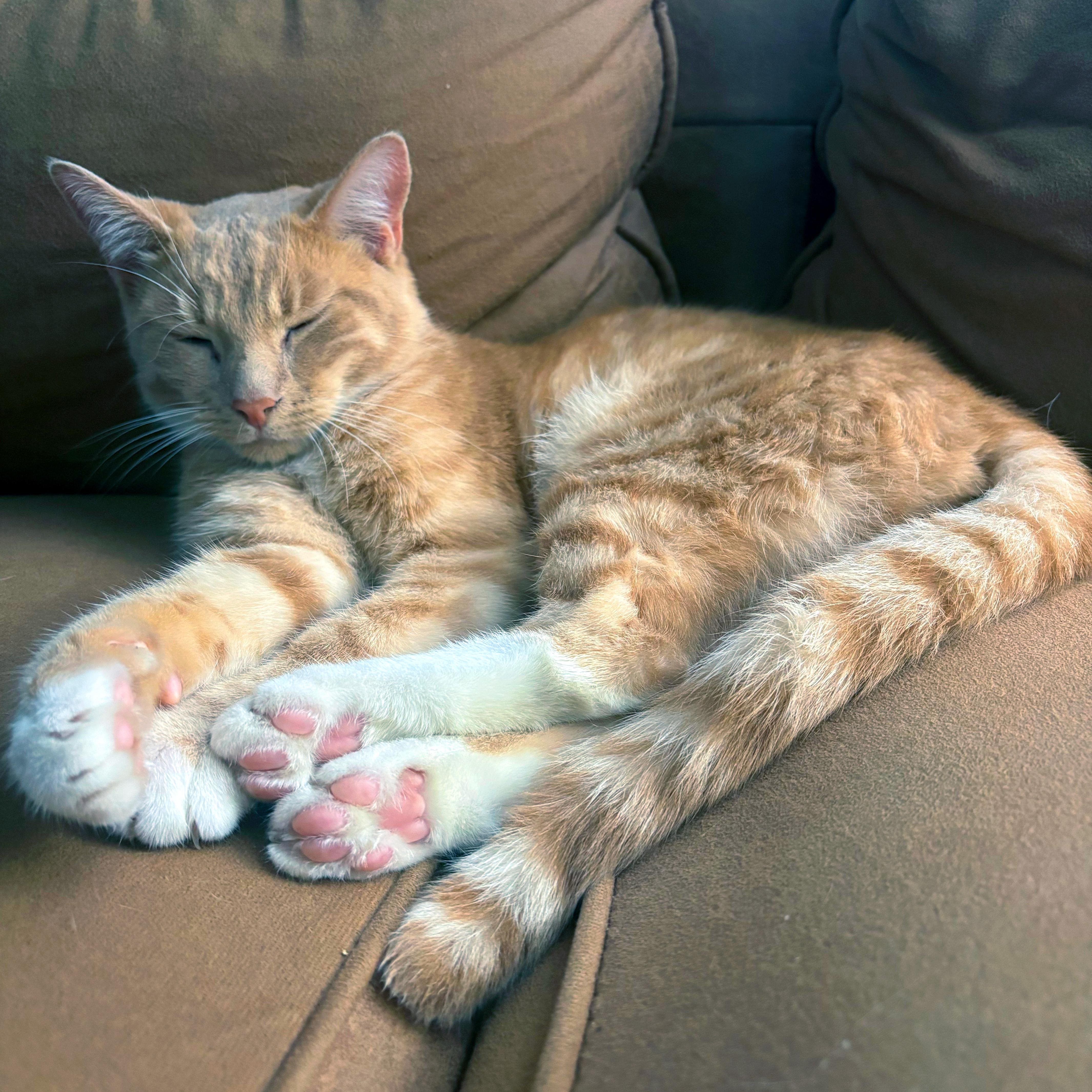 A young medium-sized female Orange & White Domestic Medium Hair cat named Oatmeal and Coco for adoption in New York, NY