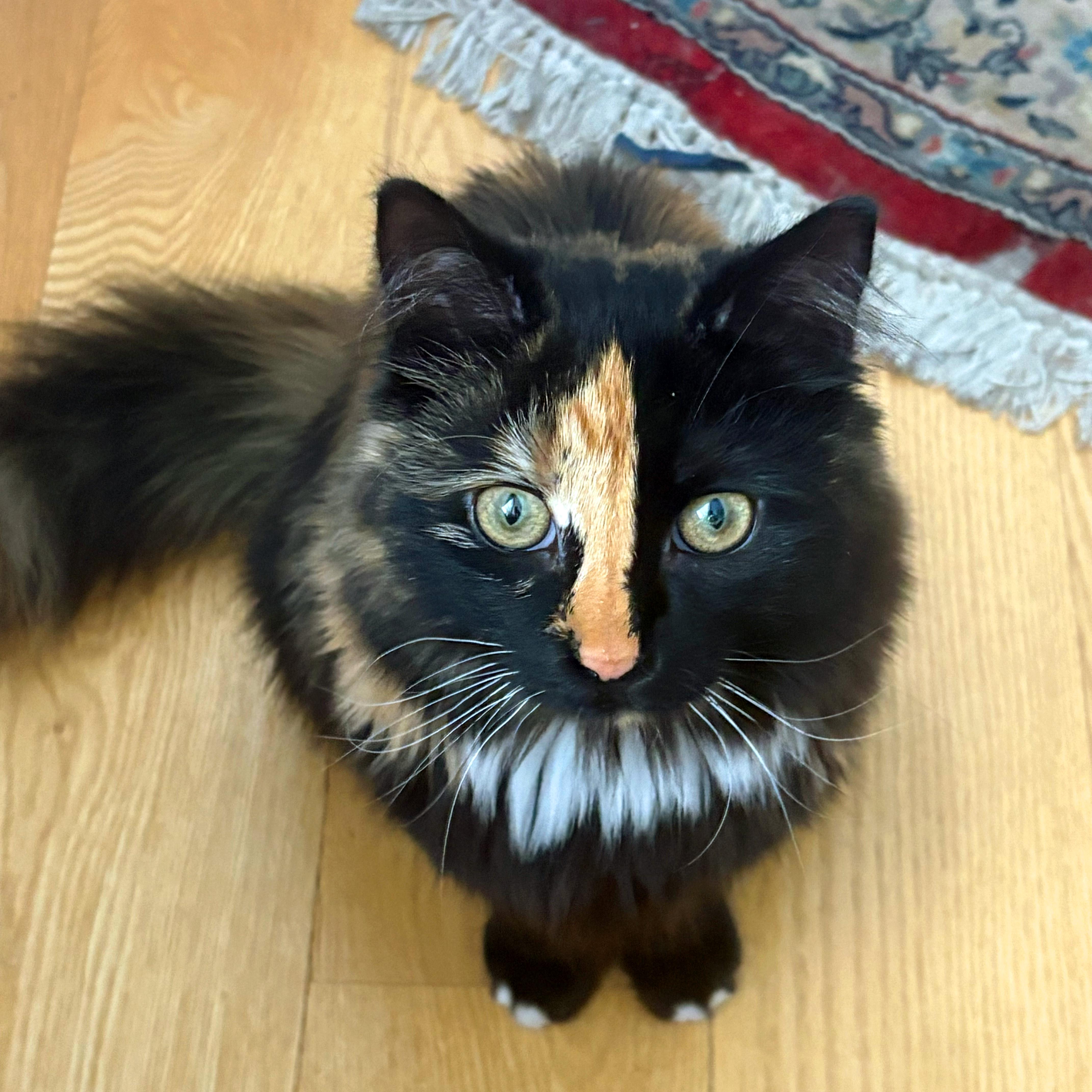 Oatmeal and Coco thumbnail 2