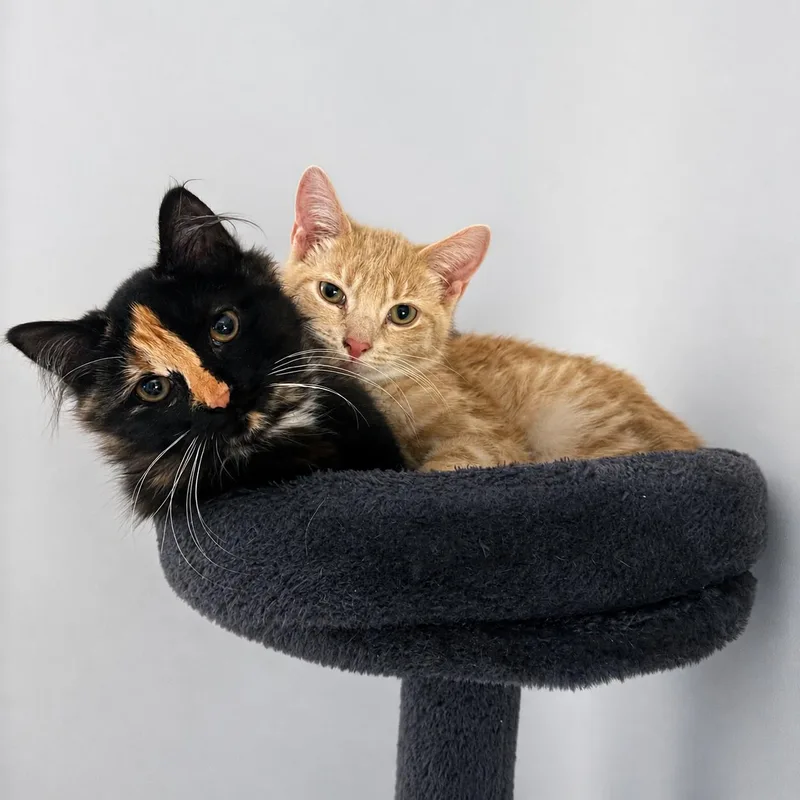 Oatmeal and Coco thumbnail 3