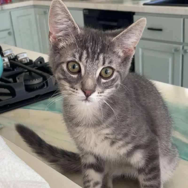 A baby medium-sized male Tabby (Gray / Blue / Silver) Domestic Short Hair cat named Toil for adoption in Holly, MI