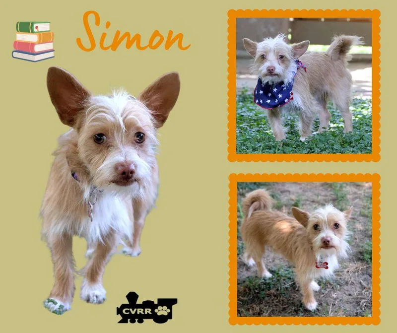Simon