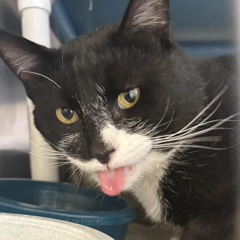 An adult large-sized male Black Domestic Short Hair cat named Merk for adoption in Sheridan, WY