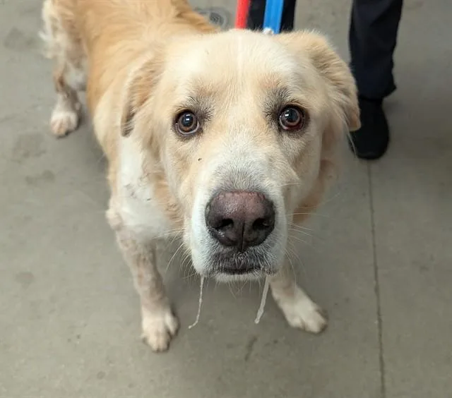 An adult large-sized male Great Pyrenees dog named Nashoba for adoption in Tucson, AZ