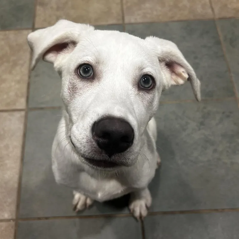 A baby small-sized female Yellow / Tan / Blond / Fawn Mixed Breed dog named Willa for adoption in Chattanooga, TN