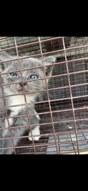 A baby small-sized female Domestic Short Hair cat named Trixie for adoption in Houston, TX